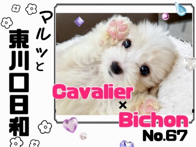 【 マルっと東川口日和No.67 】短めマズルの癒し系キャバション登場！