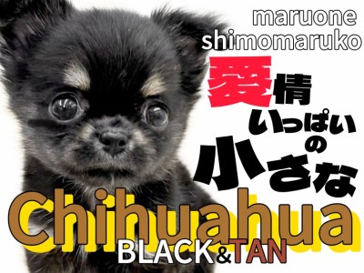 【 チワワ 】可愛いさは永遠に！人が大好きな小さめサイズのブラタンドワーフ体型！