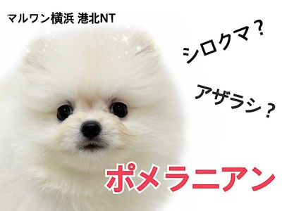 【 ポメラニアン 】シロクマ？アザラシ？爆毛クリームポメちゃんが仲間入り！