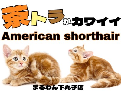 【 アメリカンショートヘア 】茶トラ猫が好きな方必見！ 優しい表情の女の子！