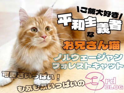 【 ノルウェージャン 】子どもにも犬猫にも優しい包容力溢れる人好き全開癒し猫