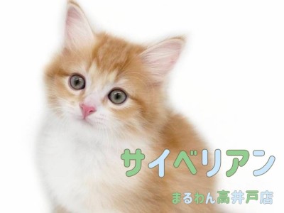 【 サイベリアン 】息をのむほどに美しいお顔の男の子は超甘えん坊な癒し系！