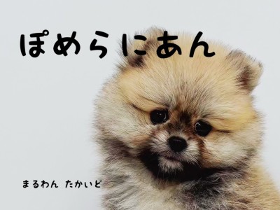 【 ポメラニアン 】これぞタヌキ顔！とっても可愛い個性派ポメラニアン登場！！