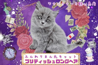 【 ブリティッシュロングヘア 】おとぎ話のモデル猫！珍しいロングヘアブリちゃん