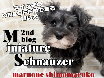 【 ミニチュアシュナウザー 】仰向け抱っこで心まで預けてくれる相棒犬が大田区に！