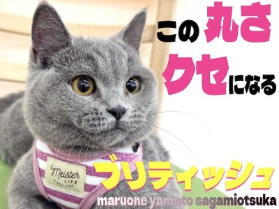 【 ブリティッシュ 】ずっと一緒に居たくなる！むっちりボディに詰まった可愛らしさ