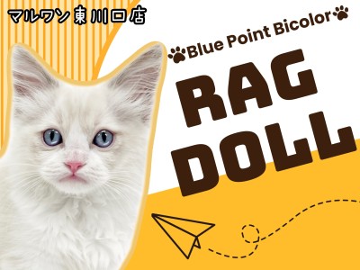 【 ラグドール 】人慣れ抜群！美しさを極めたラグちゃんが仲間入り！