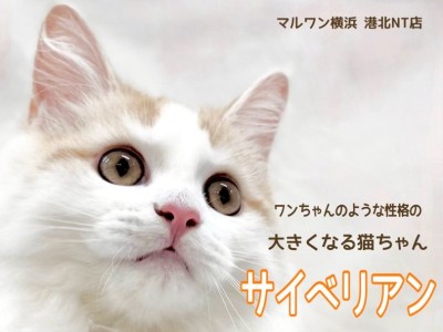 【 サイベリアン 】お友だち大好き！ワンちゃんのように人懐こく成長中！