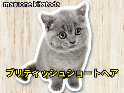 【 ブリティッシュショートヘア 】穏やかな性格で丸顔のお姫様が埼玉県に登場！