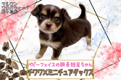 【 MIX 】待望の大人気MIXチワックスちゃんが仲間入り！