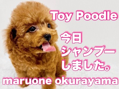 【 トイプードル 】賢きプリンス！お手入れとお留守番トレーニングが出来ちゃった！