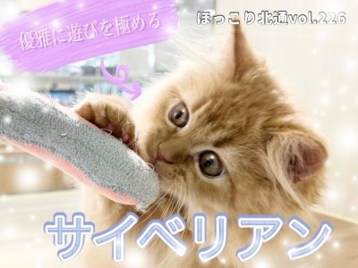 【 ほっこり北通vol.226 】遊ぶ姿は至福のきらめきサイベリアン！