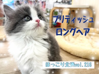 【 ほっこり北通vol.216 】気品あふれるブリティッシュロングヘア！