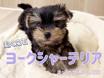 【 ほっこり北通vol.225 】宝石わんこヨークシャーテリアちゃん登場！