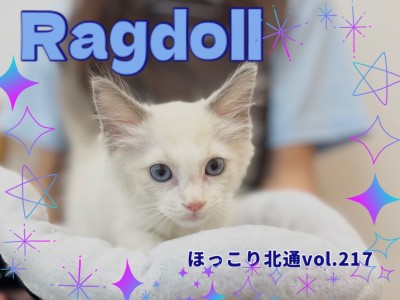 【 ほっこり北通vol.217 】全身で甘えてくれるラグドールくん入店！