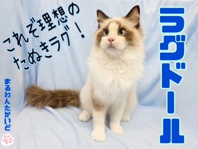 【 ラグドール 】甘えんぼたぬき顔男子！飼いやすさ抜群&多頭飼いのお家もお任せ！