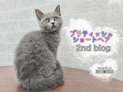 【 ブリティッシュショートヘア 】甘えん坊度MAXのプリティーブリちゃん！