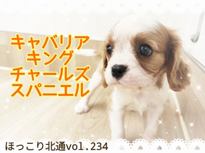 【 ほっこり北通vol.234 】ベビーフェイス&フレンドリー!極上のキャバリア登場!