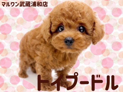 【 トイプードル 】レッドカラーの小さめサイズの女の子が埼玉浦和に登場！