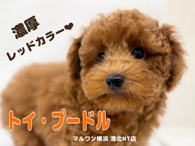 【 トイ・プードル 】毛量たっぷり！濃厚レッドカラーが自慢の男の子