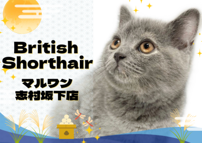 【 ブリティッシュショートヘア 】上品さと甘えん坊を兼ね備えたブリちゃんが登場！