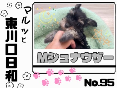 【 マルっと東川口日和No.95 】黒と銀の被毛に包まれた天真爛漫シュナちゃん!