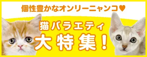 特集猫バラエティ