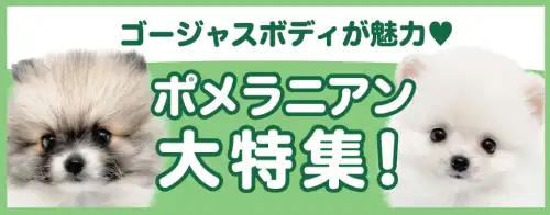 特集犬ポメラニアン