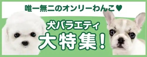 特集犬バラエティ