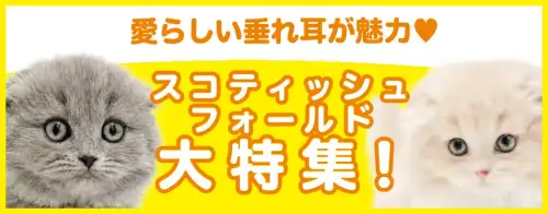 特集猫スコティッシュフォールド