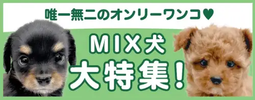 特集犬MIX犬