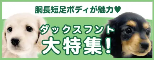 特集犬ダックスフント