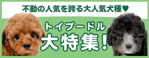 特集犬トイプードル