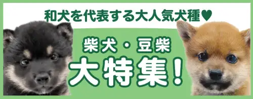 特集犬柴犬・豆柴