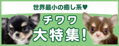 特集犬チワワ
