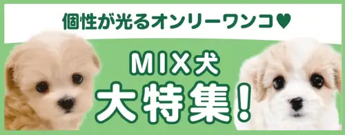 特集犬MIX犬