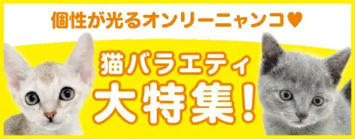 特集猫バラエティ