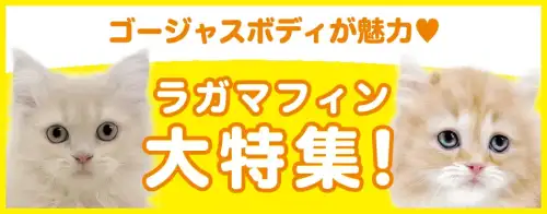 特集猫ラガマフィン