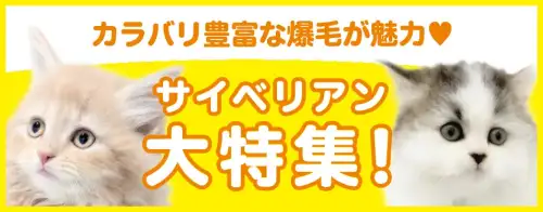 特集猫サイベリアン