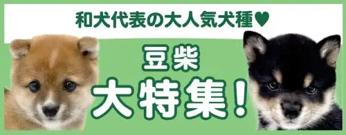 特集犬豆柴