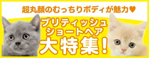 特集猫ブリティッシュショートヘア