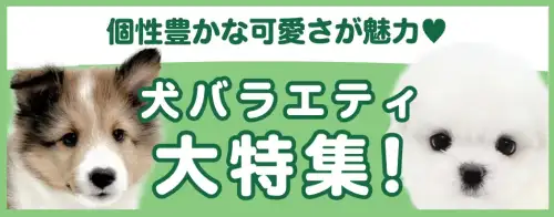特集犬バラエティ