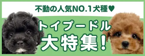 特集犬トイプードル