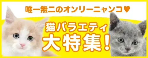 特集猫バラエティ
