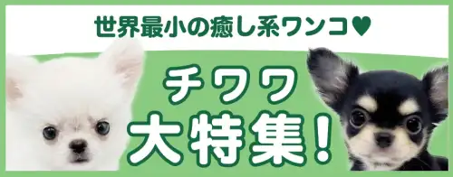 特集犬チワワ