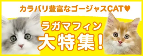 特集猫バラエティ