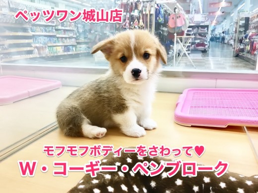 【ウェルシュコーギーペンブローク】まるでぬいぐるみ!?激カワもふもふコーギー♡:城山店オススメベイビーNo.118115