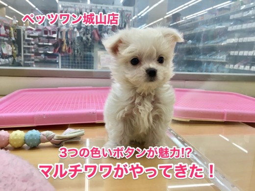 【MIX〜マルチーズ×チワワ】店長激推し!3つの黒いボタンが魅力のマルチワワ登場!!:城山店No.118120