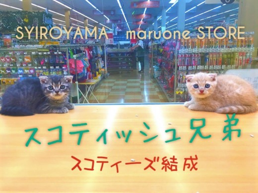 【スコティッシュフォールド兄弟】:最強コンビ結成!あなたのハートを撃ち抜くスコティーズ兄弟♡:ペッツワン城山店ピックアップベイビー!No.118154&118155