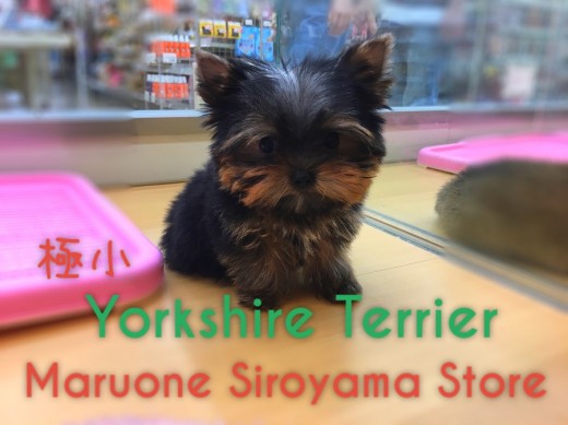 【スペシャルヨーキー】マルワン史上最高クラス！？甘いマスクで見る人すべてを魅了する！：ペッツワン城山店ピックアップベイビー！No.118159